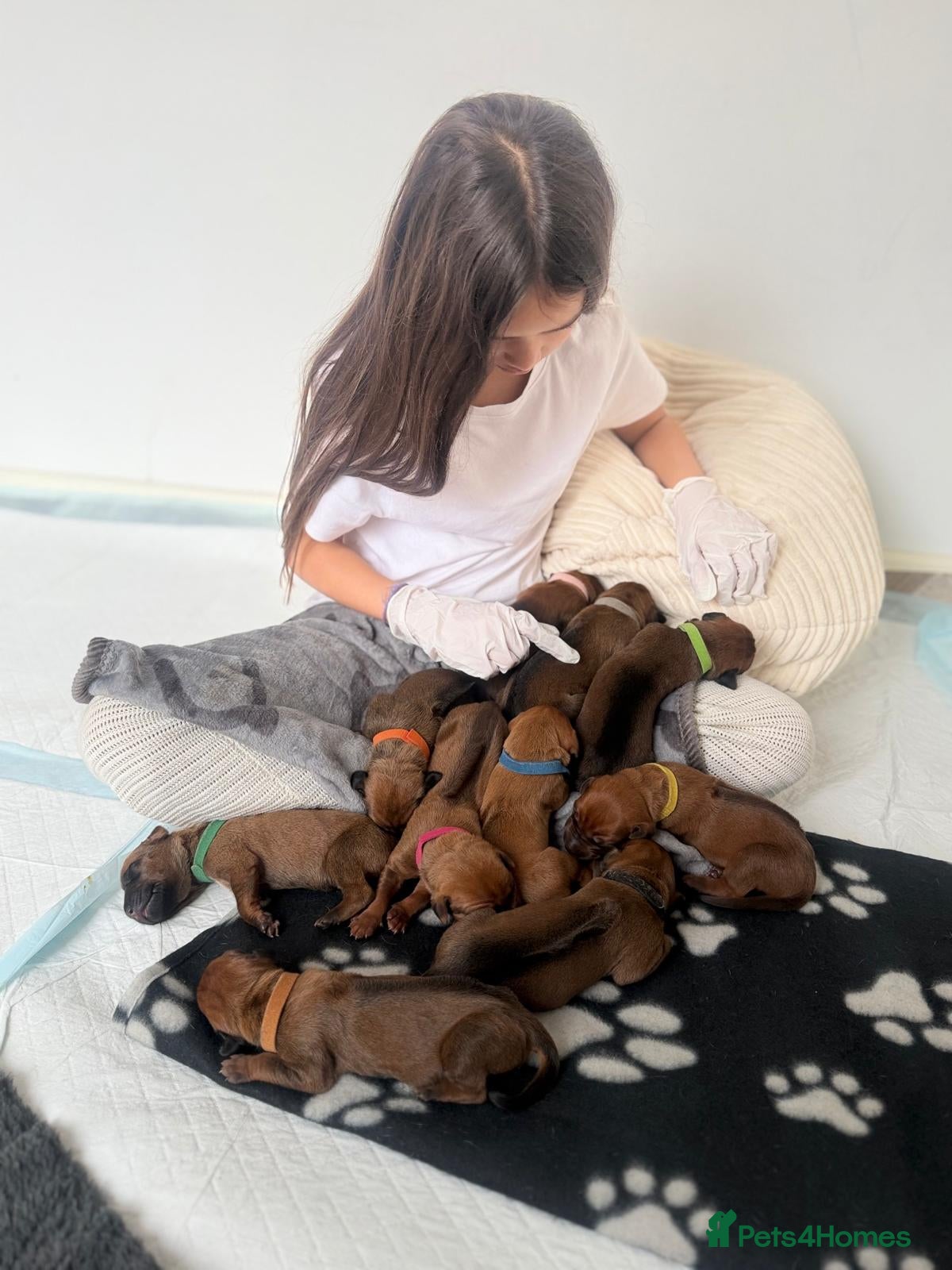 Rhodesian Ridgeback dogs Stunning KC Registered Rhodesian Ridgeback Puppies - Advert 1