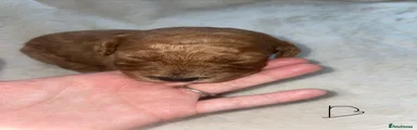 Cockapoo 1