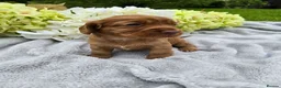 Cocker Spaniel dogs for sale: Farm raised working cocker spaniel puppies  - Advert 7