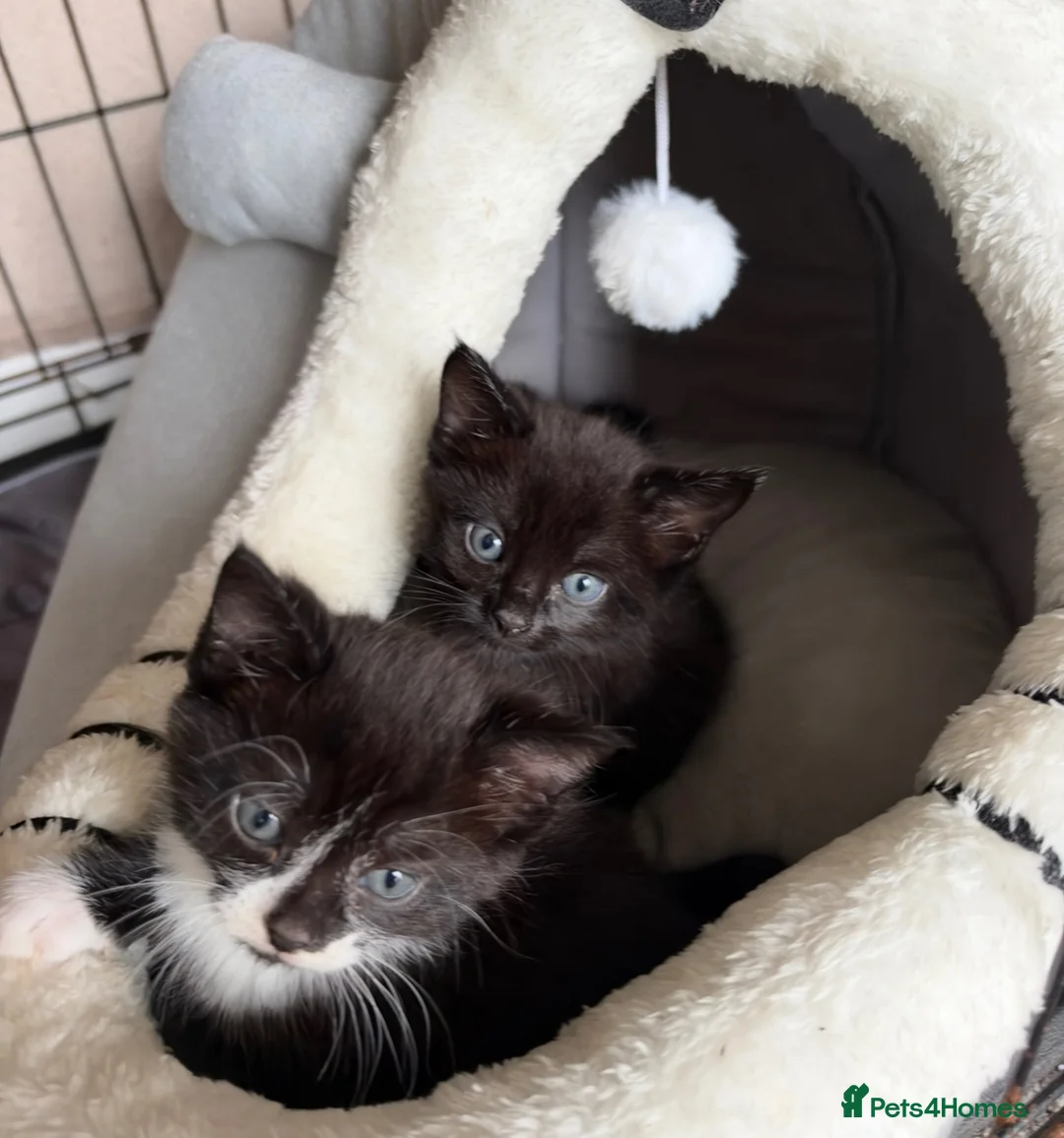 Mixed Breed cats for sale: Beautiful kittens  - Advert 3