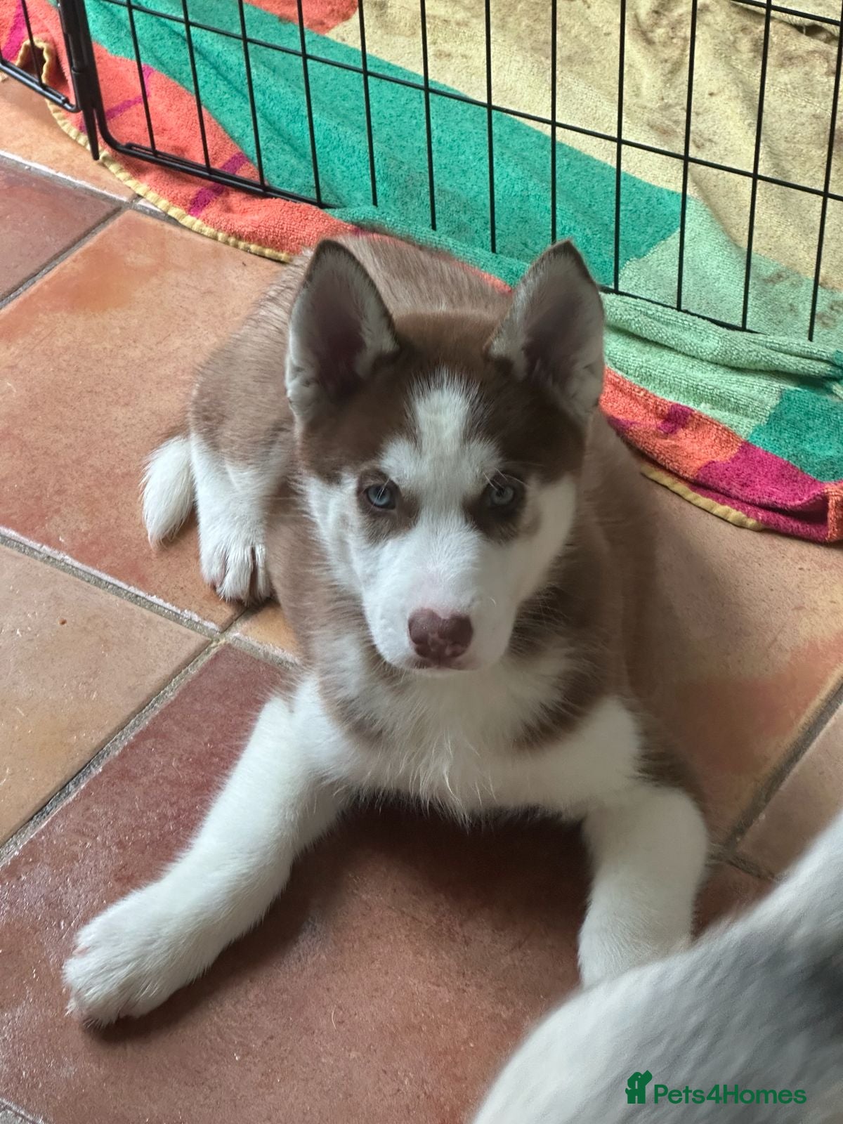 Siberian Husky dogs Beautiful Husky Puppies - Advert 6