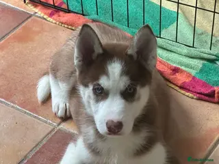 Siberian Husky dogs Beautiful Husky Puppies - Advert 6