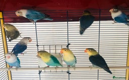 Lovebirds birds for sale: Beautiful lovebirds for sale. - Image 9