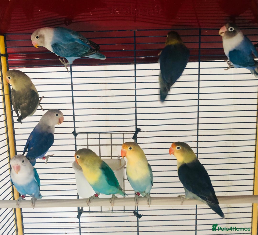 Lovebirds birds for sale: Beautiful lovebirds for sale. - Image 9