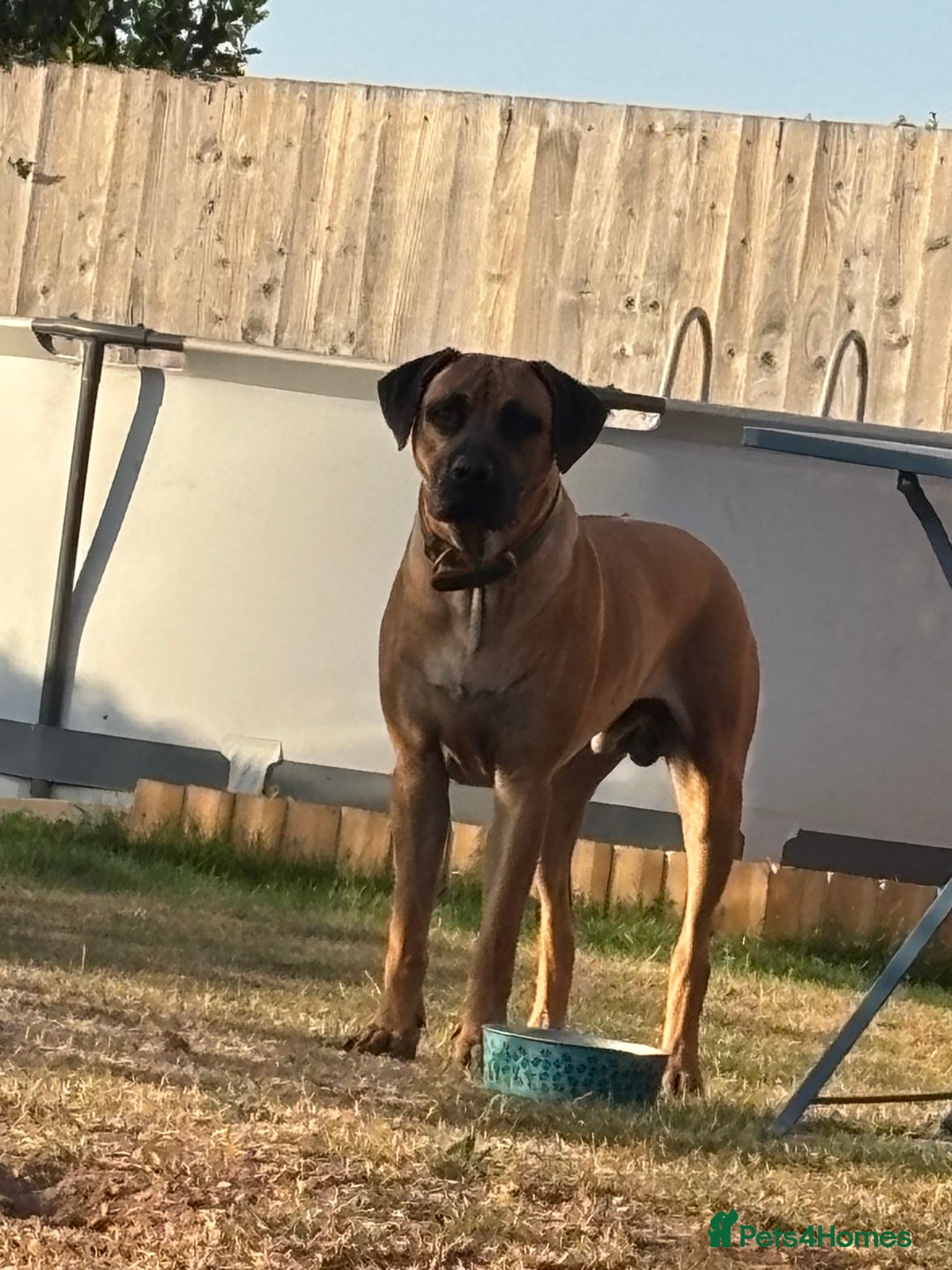 Rhodesian Ridgeback dogs for sale: Rhodetian Ridgeback Male - Advert 2