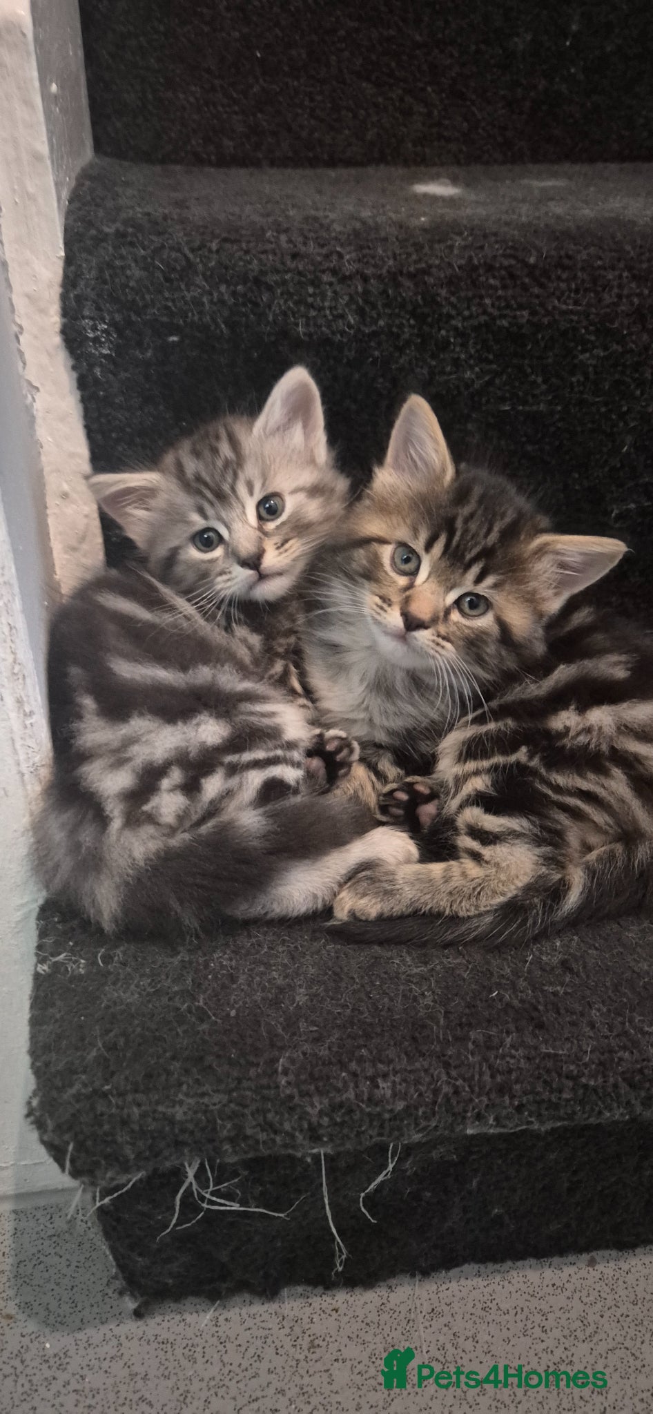 Scottish Fold cats Scottish fold kittens - Advert 11