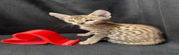 Savannah cats for sale: 2 and 3 months old. Tica Regist. Savannahs - Advert 12