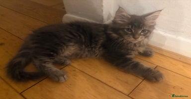 Maine Coon cats - Advert 4