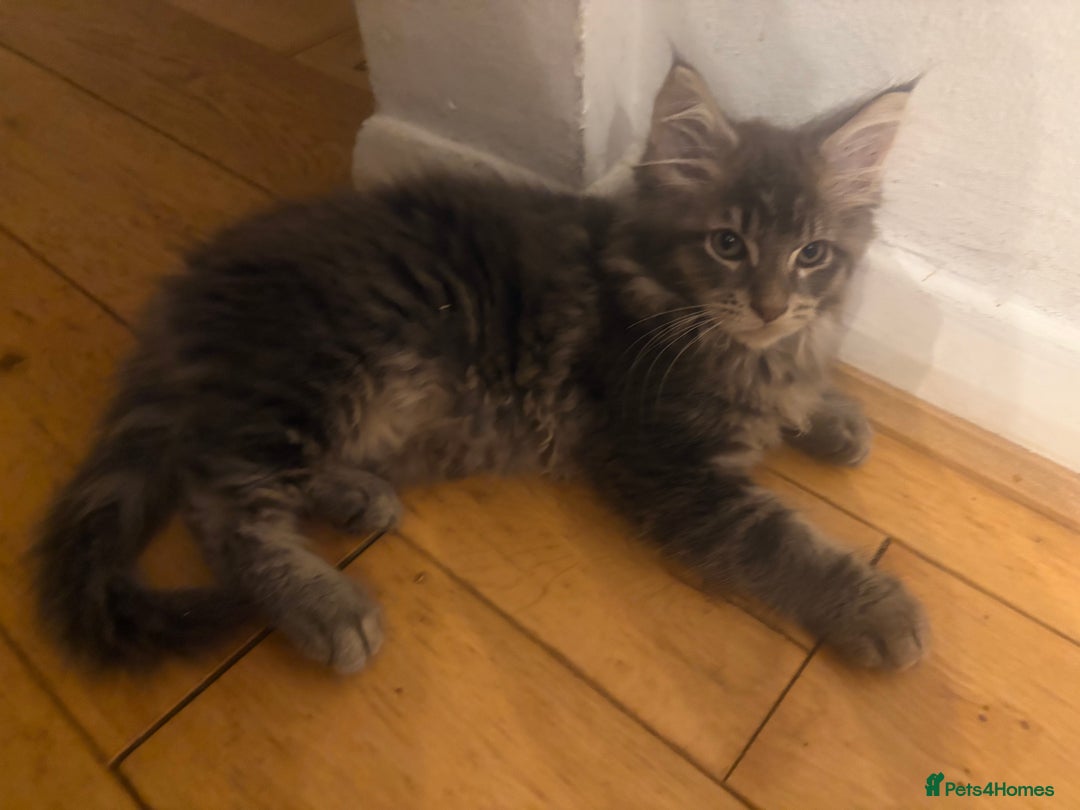 Maine Coon cats for sale: Chocolate main coons - Image 3