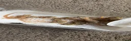 Gecko reptiles for sale: Dune geckos  - Advert 1