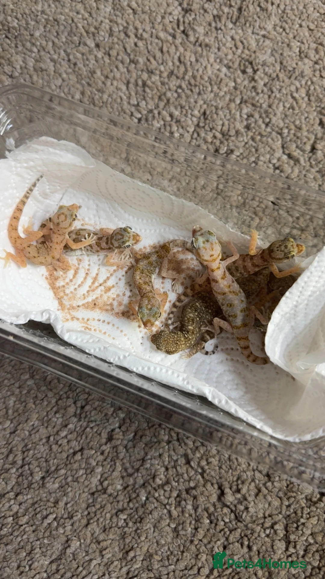 Gecko reptiles for sale: Dune geckos  - Advert 1