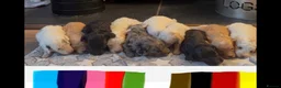Cockapoo dogs for sale: 👀READY TO GO NOW👀 TINY TEDDYBEAR COCKAPOO'S  - Advert 2