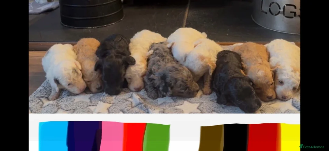 Cockapoo dogs for sale: 👀READY TO GO NOW👀 TINY TEDDYBEAR COCKAPOO'S  - Advert 2