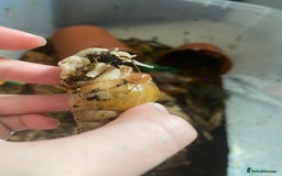 Mixed Breed reptiles for sale: Reptile, invert and amphibian rescue service.  - Image 4