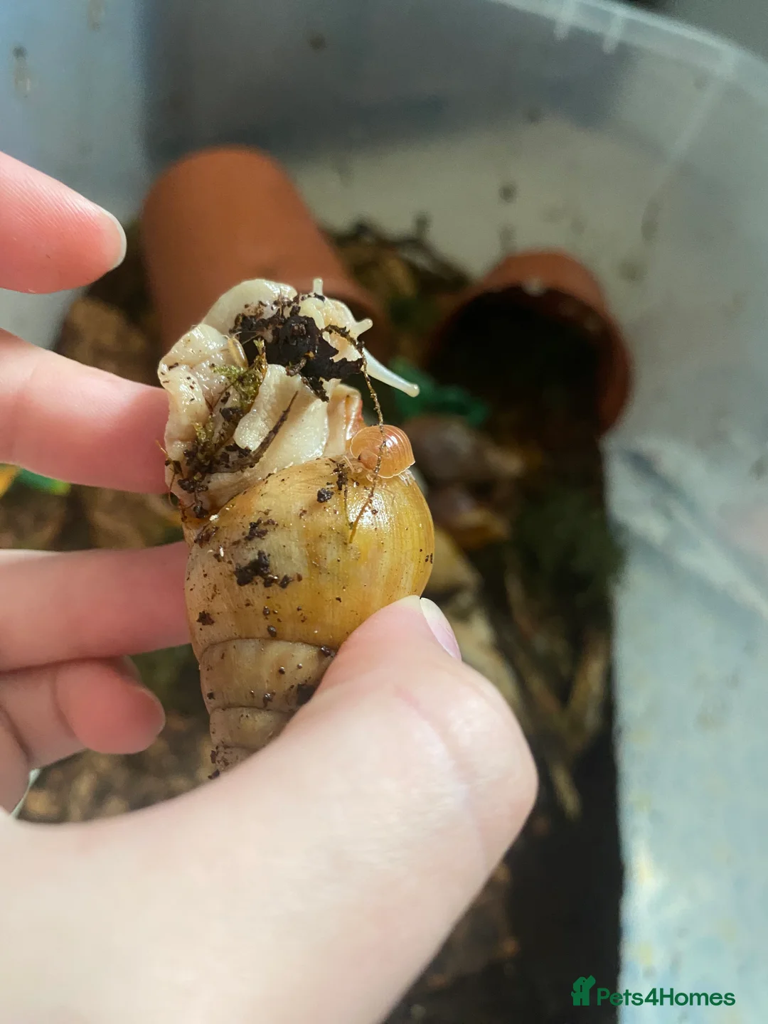 Mixed Breed reptiles for sale: Reptile, invert and amphibian rescue service.  - Advert 4