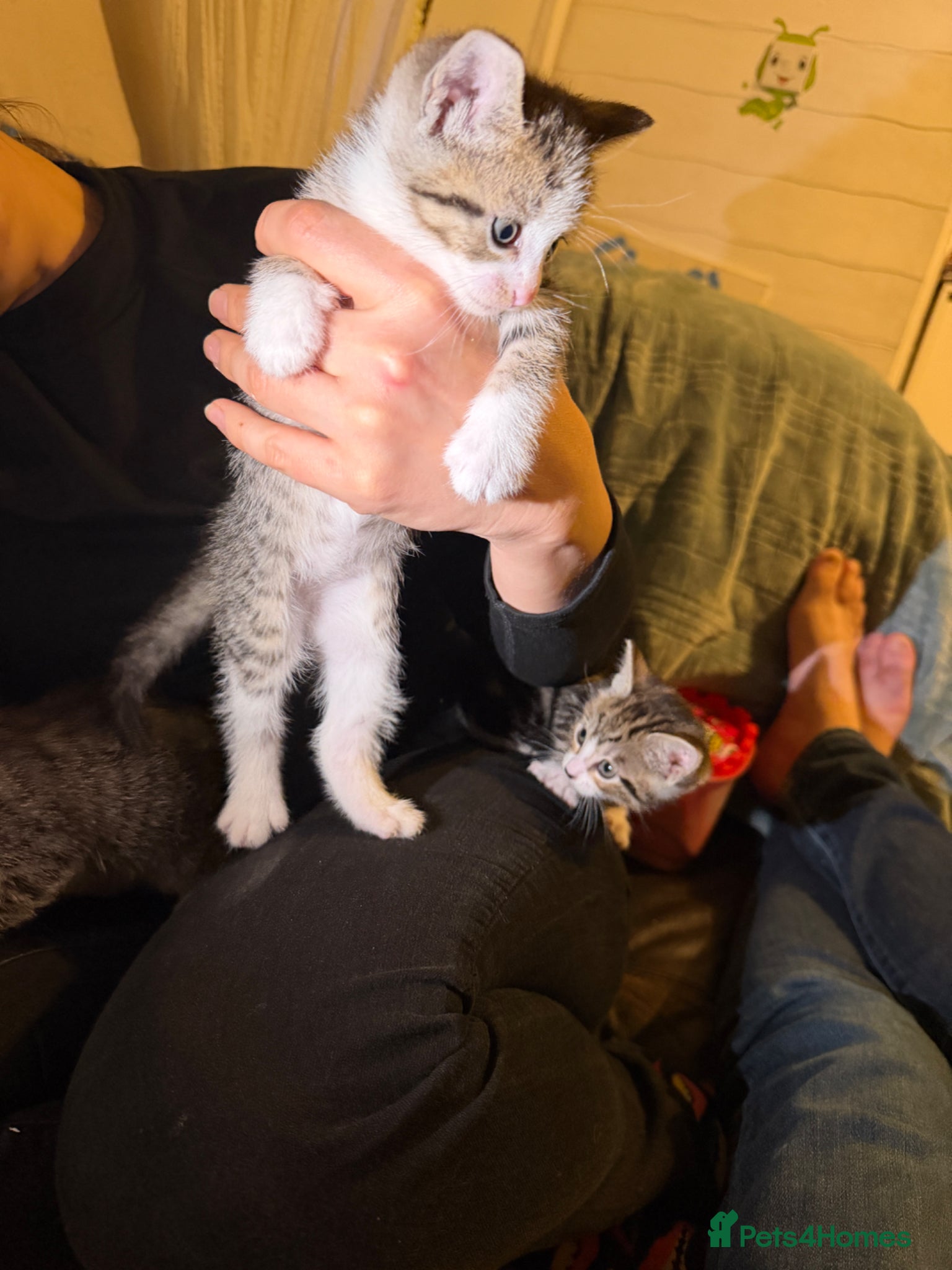 Mixed Breed cats Beautiful kittens for sale - Advert 2