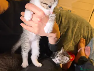 Mixed Breed cats Beautiful kittens for sale - Advert 2