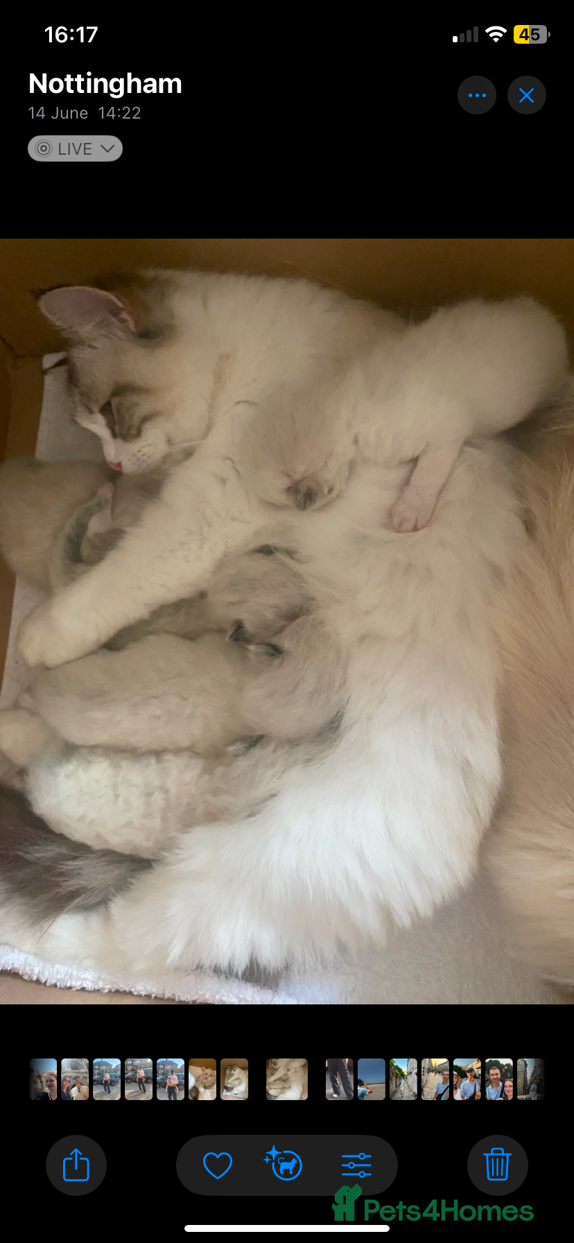 Ragdoll cats Beautiful, Adorable & Friendly Ragdoll Kitten  - Advert 2