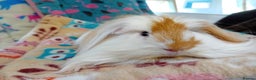 Guinea Pig rodents for sale: Baby Golden Boars / Young Adult Sheltie Boar  RTL  - Advert 4