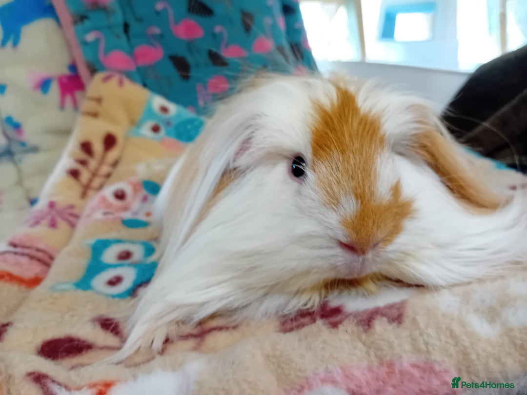 Guinea Pig rodents for sale: Baby Golden Boars / Young Adult Sheltie Boar  RTL  - Advert 4