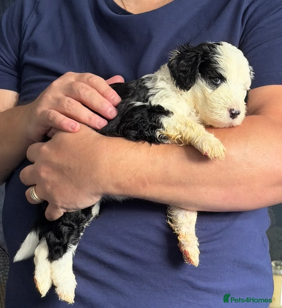 Mixed Breed dogs for sale: Sheepadoodle Puppies 2F Old English Sheepdog - Advert 1