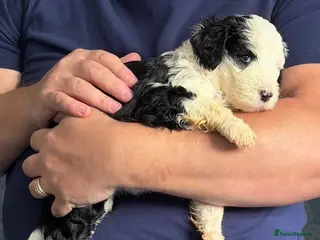 Mixed Breed dogs Sheepadoodle Puppies 2F Old English Sheepdog - Advert 6