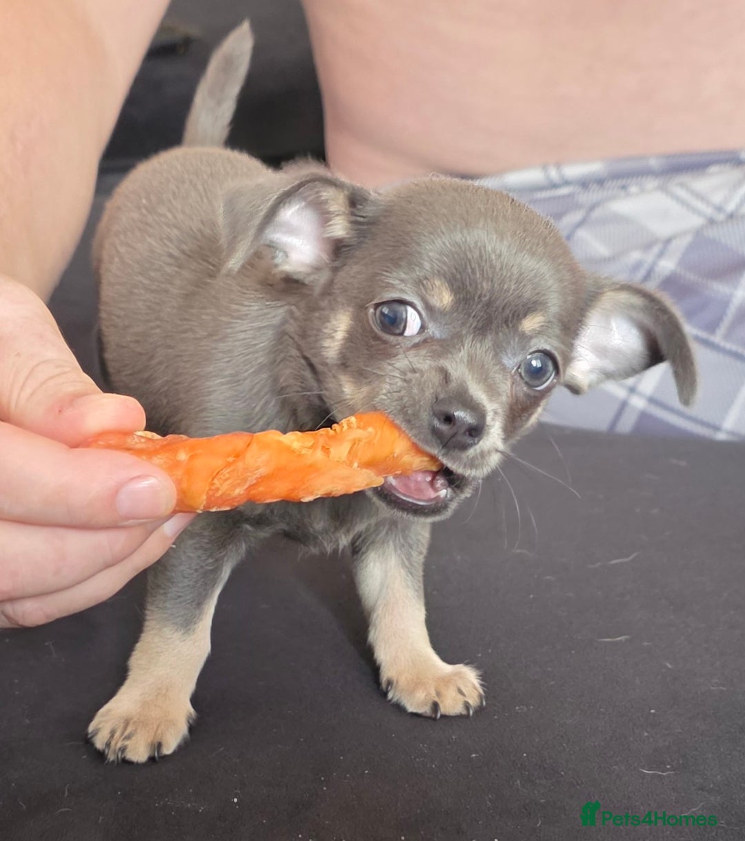 Chihuahua dogs for sale: 2 gorgeous blue & tan chihuahuas  - Image 10