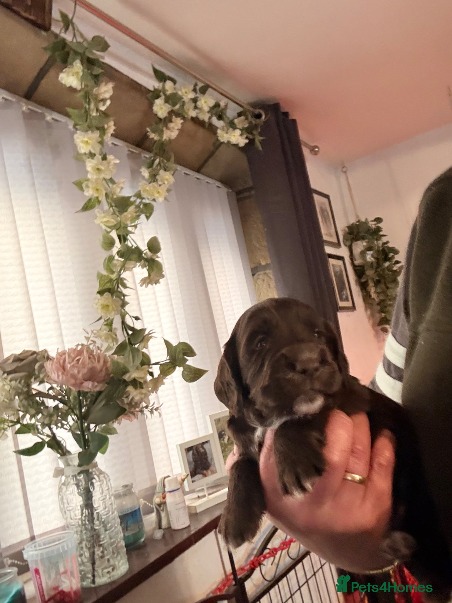 Cocker Spaniel dogs Stunning dna tested cocker spaniels  - Advert 2