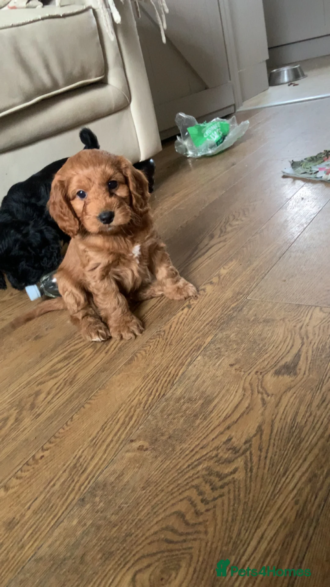 Cockapoo dogs for sale: F1 health tested Cockapoo puppies - Advert 7