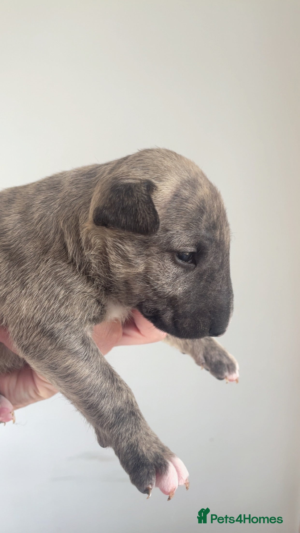 English Bull Terrier Puppy 3
