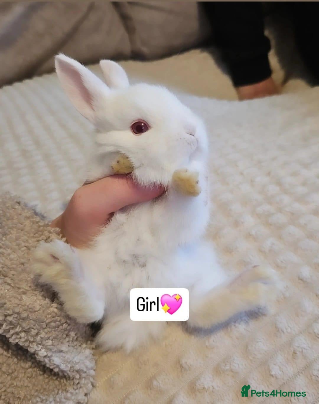 Mini Lop rabbits for sale: Baby Bunnys *Ready Now [3 left] - Advert 2