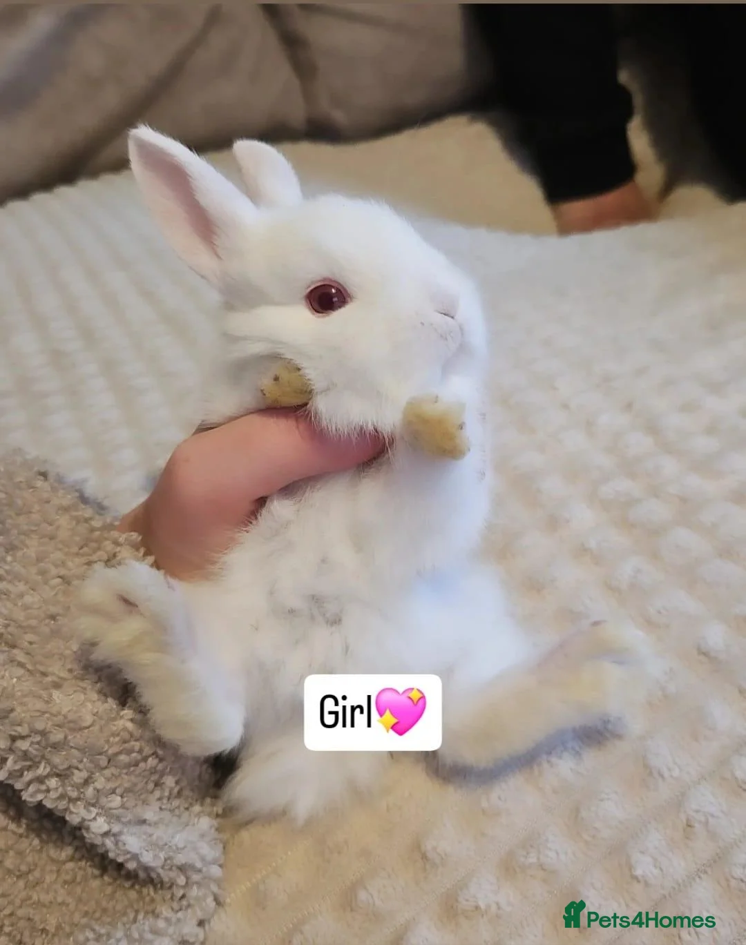 Mini Lop rabbits for sale: Baby Bunnys - Advert 17