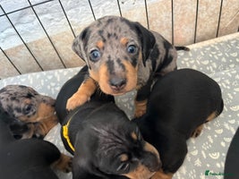 Miniature Dachshund dogs - Advert 7