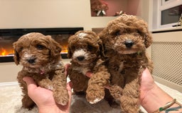 Cavapoo dogs for sale: Outstanding F1B Cavapoo puppies - Image 6