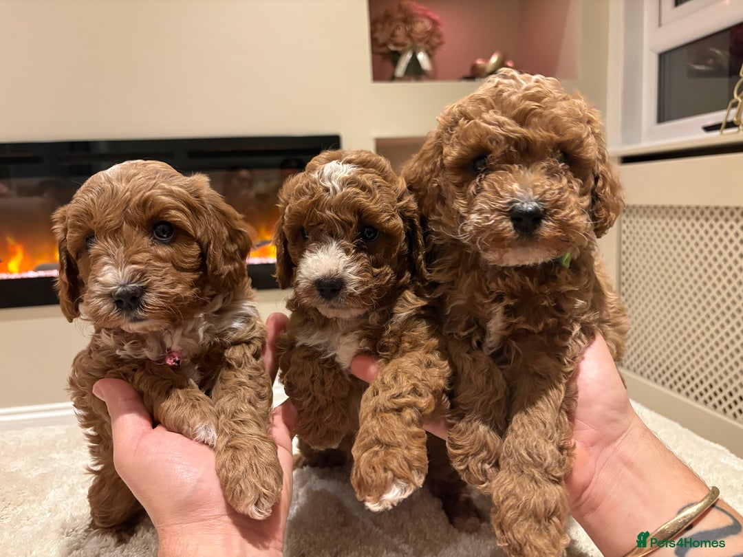 Cavapoo dogs for sale: Outstanding F1B Cavapoo puppies - Image 6