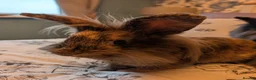 Mini Lion Lop rabbits for sale: Pair of bonded female mini lion lops in Pontefract - Advert 7