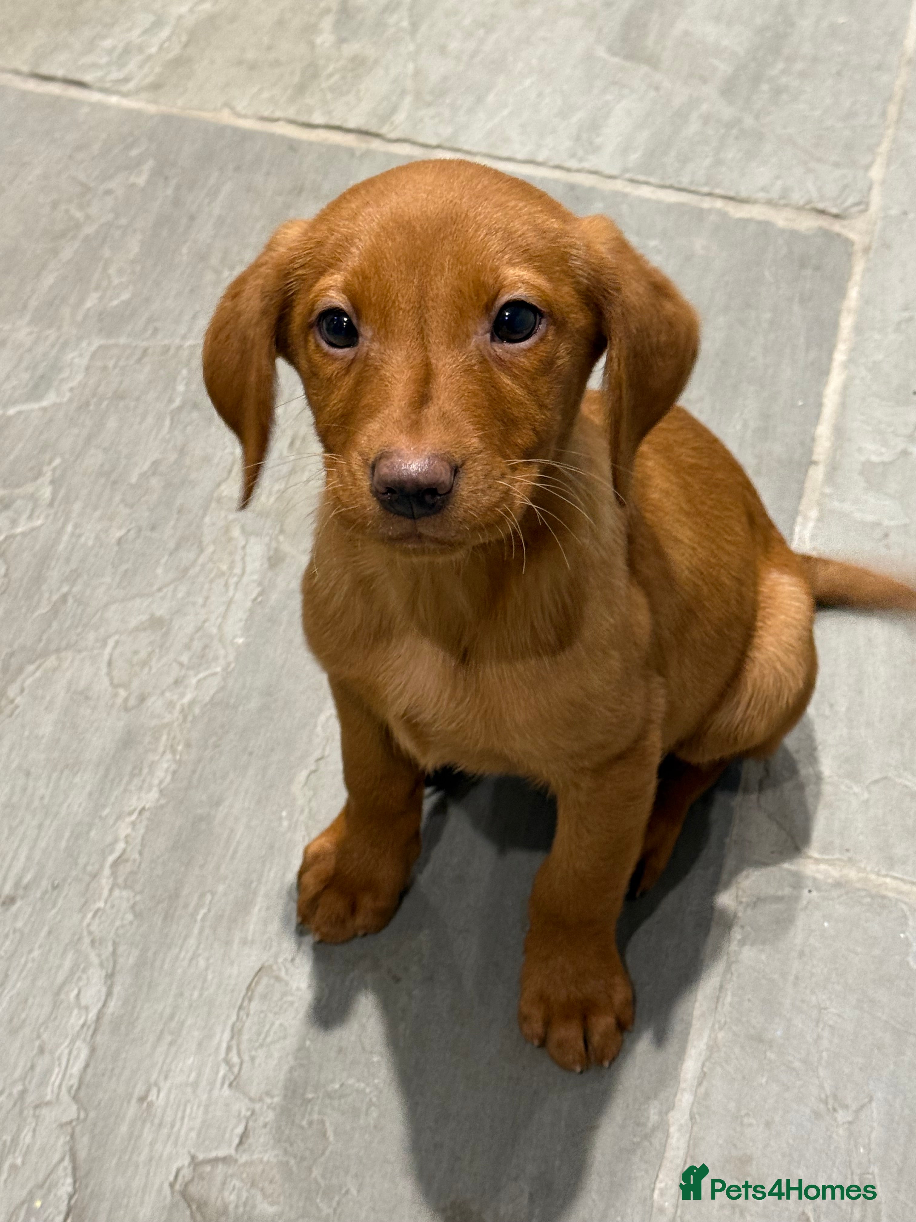 Labrador Retriever dogs One Male Fox Red & Yellow Labrador pup - Advert 6