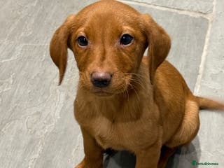 Labrador Retriever dogs One Male Fox Red & Yellow Labrador pup - Advert 12