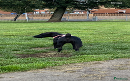 Patterdale Terrier dogs for sale: Wee patterdale girl  - Image 4