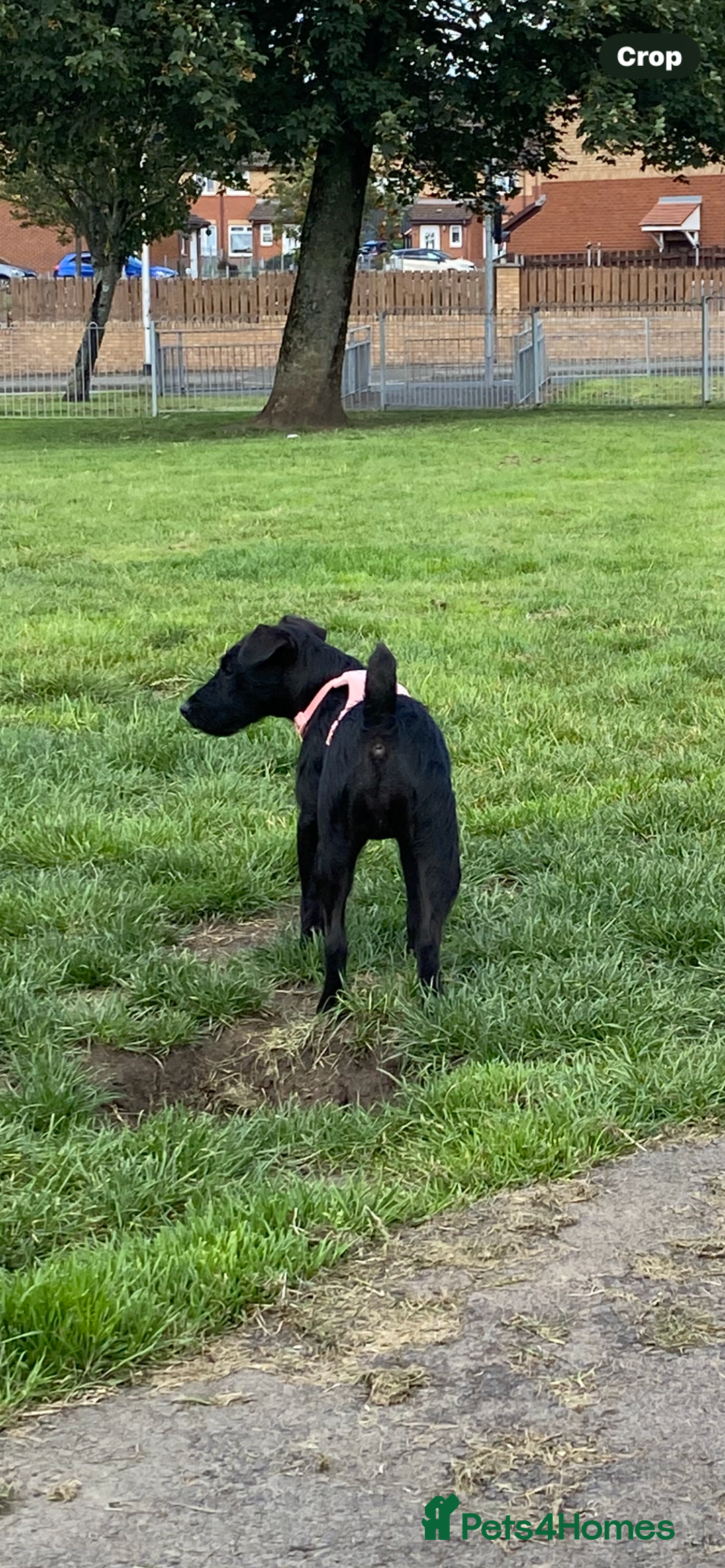 Patterdale Terrier dogs for sale: Wee patterdale girl  - Image 4