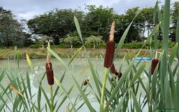 Koi Carp fish for sale: Koi/Carp/Goldfish available  - Image 7