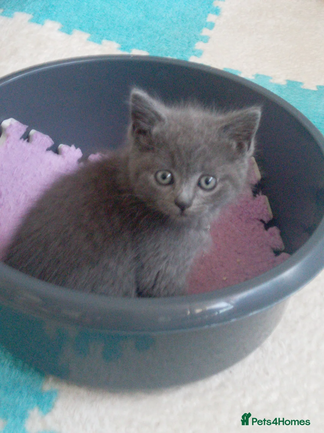 Mixed Breed cats for sale: Adorable Kittens for Sale – 2 Boys, 1 Girl  - Advert 2