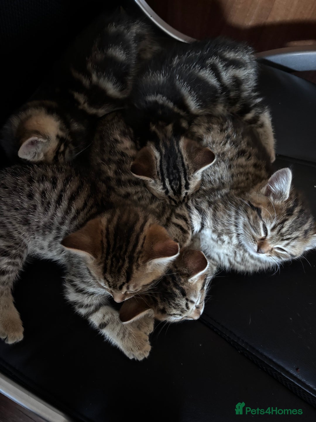 Mixed Breed cats for sale: Mixed litter of 8 week old kittens - Advert 14