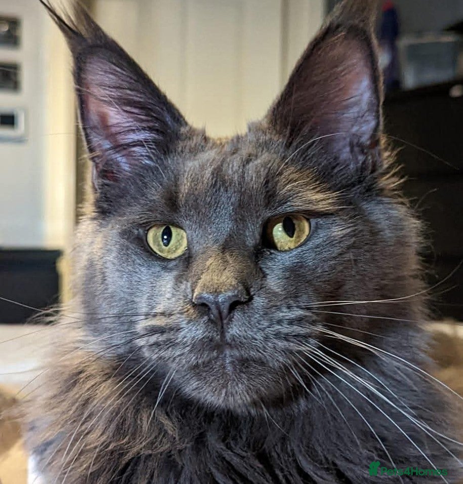 Maine Coon cats Gorgeous Registered Maine Coon Kittens  - Advert 2