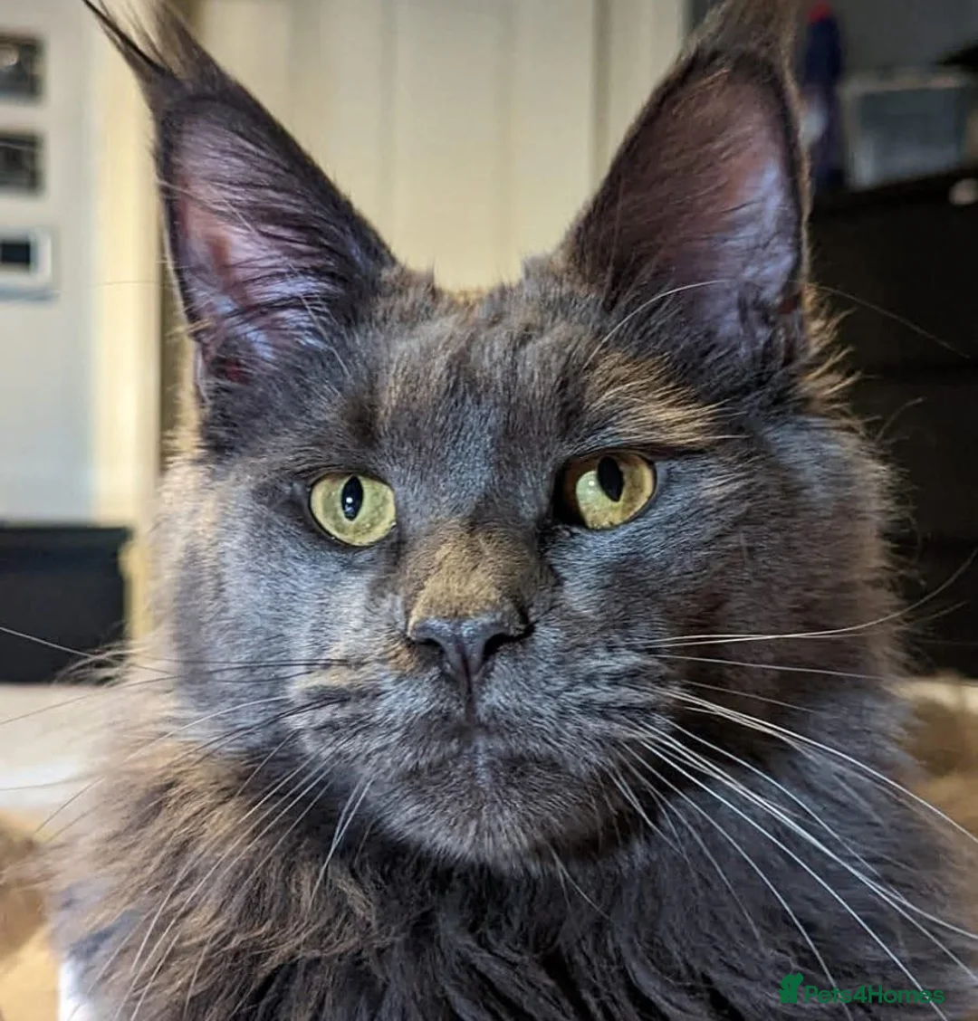 Maine Coon cats for sale: Gorgeous Registered Maine Coon Kittens  - Advert 2