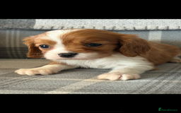 King Charles Spaniel dogs for sale: Beautiful cavalier puppies  - Image 28