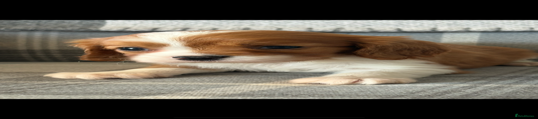 King Charles Spaniel Puppy 2