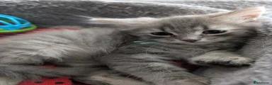 Siberian 2