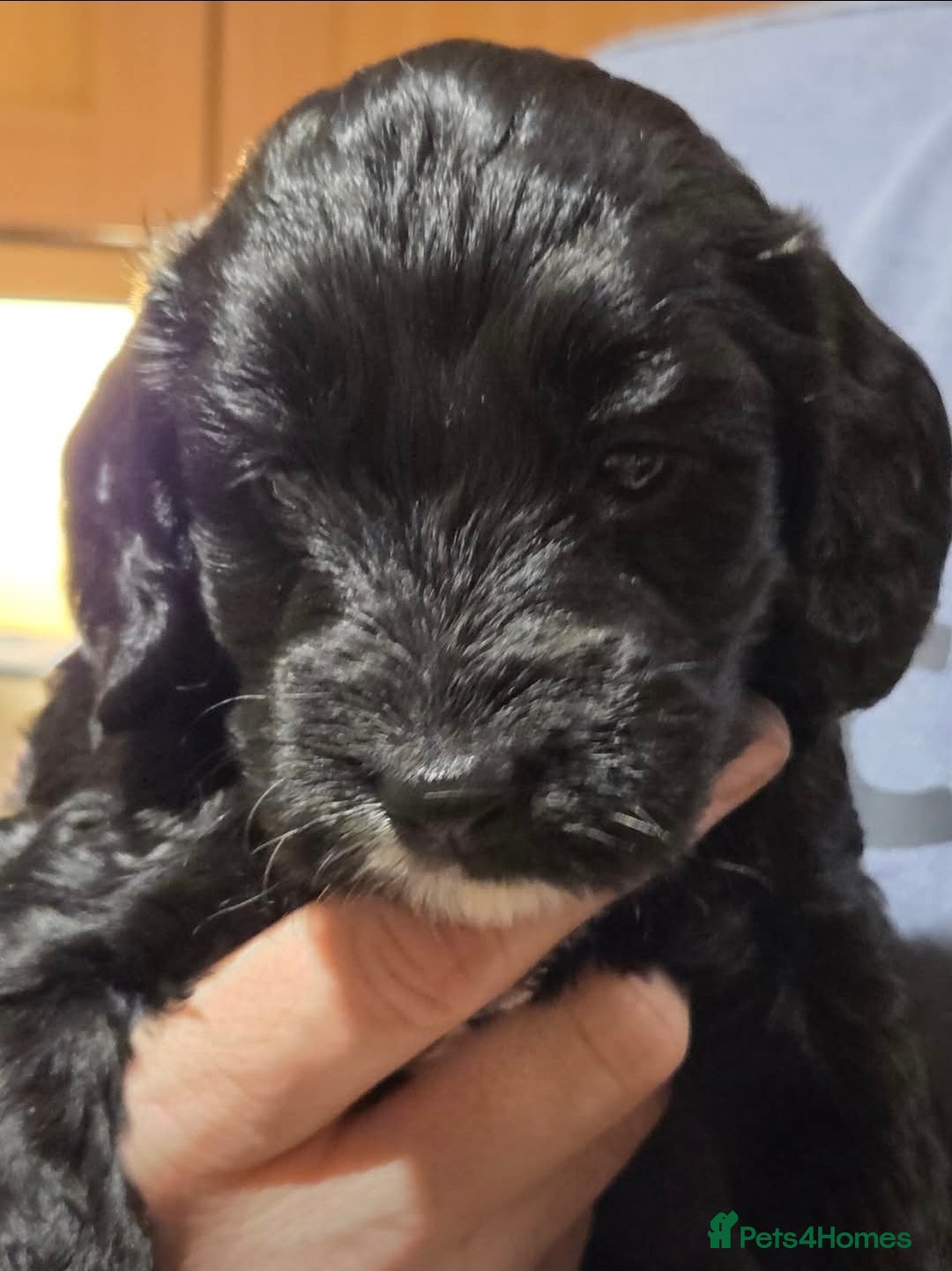 Cockapoo dogs for sale: Beautiful F1b cockapoo puppies  - Advert 4
