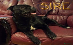 Staffordshire Bull Terrier dogs for sale: KC registered Champions Bloodline Show Quality  - Image 20